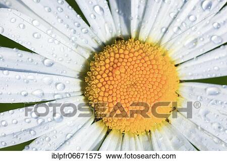 Ox-eye daisy (Leucanthemum vulgare), Switzerland, Europe View Large Photo Image Stock Photography - Ox-eye daisy (Leucanthemum vulgare), Switzerland, Europe. Fotosearch