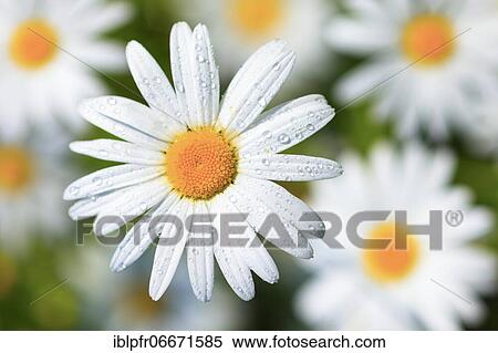 Ox-eye daisy (Leucanthemum vulgare), Switzerland, Europe View Large Photo Image Stock Photography - Ox-eye daisy (Leucanthemum vulgare), Switzerland, Europe. Fotosearch