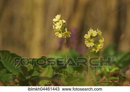Oxlip or true oxlip (Primula elatior), Thuringia, Germany, Europe View Large Photo Image Stock Image - Oxlip or true oxlip (Primula elatior), Thuringia, Germany, Europe. Fotosearch
