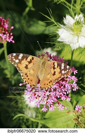 Painted lady (Vanessa cardui), Switzerland, Europe View Large Photo Image Stock Image - Painted lady (Vanessa cardui), Switzerland, Europe. Fotosearch