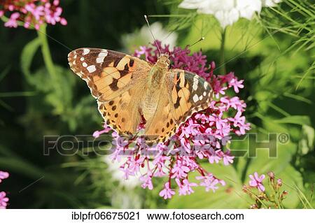 Painted lady (Vanessa cardui), Switzerland, Europe View Large Photo Image Stock Image - Painted lady (Vanessa cardui), Switzerland, Europe. Fotosearch
