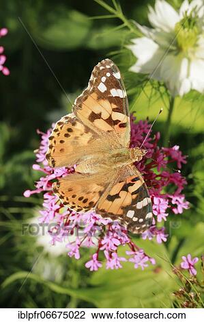 Stock Image - Painted lady (Vanessa cardui), Switzerland, Europe. Fotosearch