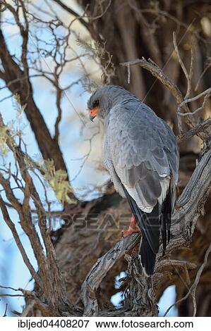 Pale chanting goshawk (Melierax canorus), perched on tree branch, Kgalagadi Transfrontier Park, Northern Cape, South Africa, Africa View Large Photo Image Stock Photo - Pale chanting goshawk (Melierax canorus), perched on tree branch, Kgalagadi Transfrontier Park, Northern Cape, South Africa, Africa. Fotosearch