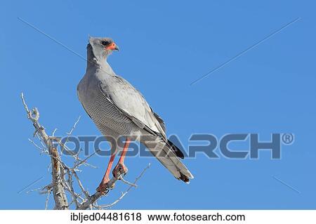 Pale chanting goshawk (Melierax canorus), perched on top of acacia tree, Etosha National Park, Namibia, Africa *** IMPORTANT: Heller Singhabicht (Melierax canorus), sitzt auf Wipfel einer Akazie, Etoscha- Nationalpark, Namibia *** View Large Photo Image Stock Photo - Pale chanting goshawk (Melierax canorus), perched on top of acacia tree, Etosha National Park, Namibia, Africa *** IMPORTANT: Heller Singhabicht (Melierax canorus), sitzt auf Wipfel einer Akazie, Etoscha- Nationalpark, Namibia ***. Fotosearch