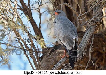 Pale chanting goshawk (Melierax canorus), perched on tree branch, Kgalagadi Transfrontier Park, Northern Cape, South Africa, Africa View Large Photo Image Stock Photography - Pale chanting goshawk (Melierax canorus), perched on tree branch, Kgalagadi Transfrontier Park, Northern Cape, South Africa, Africa. Fotosearch