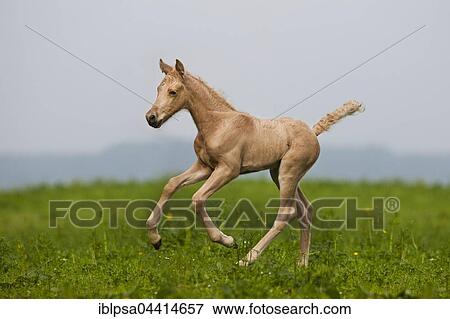 Palomino Morgan horse foal galloping, green meadow, Tyrol, Austria, Europe View Large Photo Image Stock Photo - Palomino Morgan horse foal galloping, green meadow, Tyrol, Austria, Europe. Fotosearch