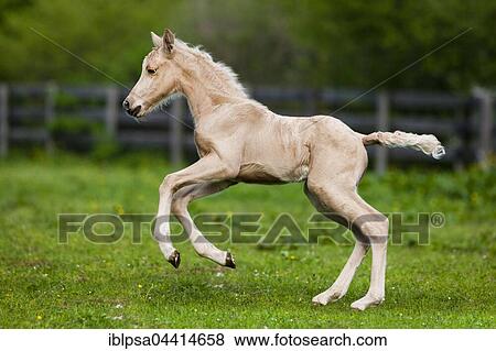 Palomino Morgan horse foal galloping, green meadow, Tyrol, Austria, Europe View Large Photo Image Stock Photo - Palomino Morgan horse foal galloping, green meadow, Tyrol, Austria, Europe. Fotosearch