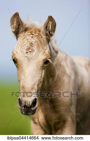 Palomino Morgan horse foal, green meadow, Tyrol, Austria, Europe View Large Photo Image Picture - Palomino Morgan horse foal, green meadow, Tyrol, Austria, Europe. Fotosearch