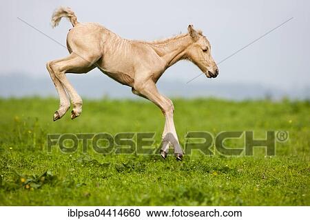 Palomino Morgan horse foal jumping, green meadow, Tyrol, Austria, Europe View Large Photo Image Stock Image - Palomino Morgan horse foal jumping, green meadow, Tyrol, Austria, Europe. Fotosearch