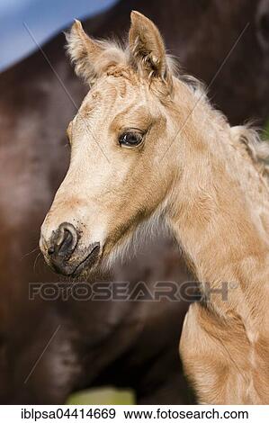 Stock Photo - Palomino Morgan horse foal, Tyrol, Austria, Europe. Fotosearch