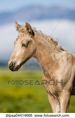 Stock Photograph - Palomino Morgan horse foal, Tyrol, Austria, Europe. Fotosearch