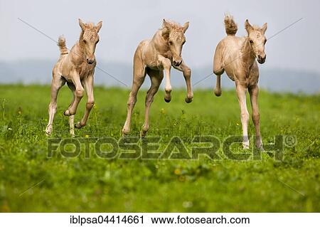 Palomino Morgan horse foals galloping, green meadow, Tyrol, Austria, Europe View Large Photo Image Stock Image - Palomino Morgan horse foals galloping, green meadow, Tyrol, Austria, Europe. Fotosearch
