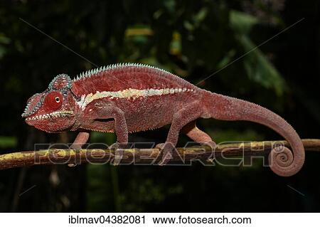 Stock Image - Panther chameleon (Furcifer Pardalis), male, Ankaramibe, Boeny, Madagascar, Africa. Fotosearch