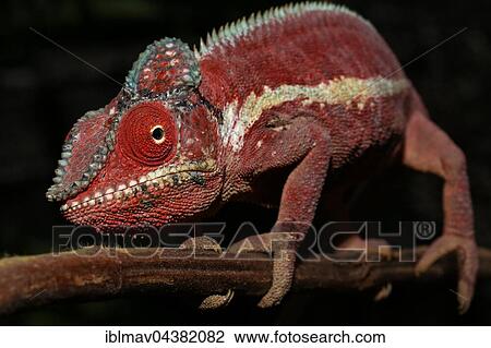 Panther chameleon (Furcifer Pardalis), male, Ankaramibe, Boeny, Madagascar, Africa View Large Photo Image Stock Image - Panther chameleon (Furcifer Pardalis), male, Ankaramibe, Boeny, Madagascar, Africa. Fotosearch