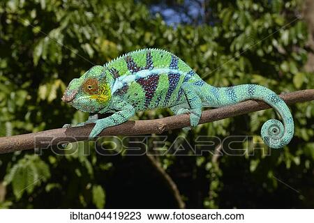 Panther chameleon (Furcifer pardalis), male, Ambanja, Madagascar, Africa View Large Photo Image Stock Image - Panther chameleon (Furcifer pardalis), male, Ambanja, Madagascar, Africa. Fotosearch