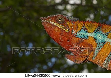 Panther chameleon (Furcifer pardalis), male, between Ambilobe and Sirama, northwestern Madagascar, Madagascar, Africa View Large Photo Image Stock Image - Panther chameleon (Furcifer pardalis), male, between Ambilobe and Sirama, northwestern Madagascar, Madagascar, Africa. Fotosearch