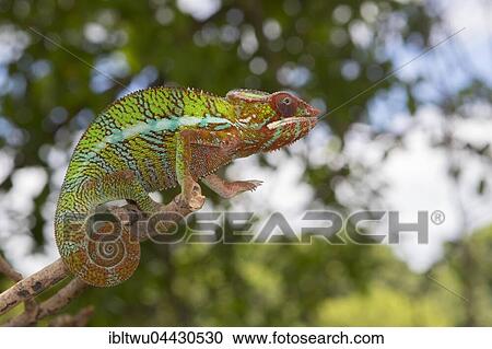 Panther chameleon (Furcifer pardalis), male, juvenile, northwestern Madagascar, Madagascar, Africa View Large Photo Image Stock Image - Panther chameleon (Furcifer pardalis), male, juvenile, northwestern Madagascar, Madagascar, Africa. Fotosearch