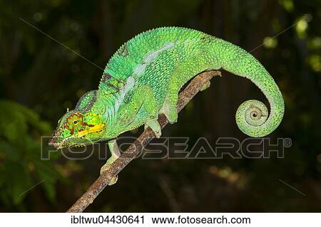 Stock Image - Panther chameleon (Furcifer pardalis), male, Island of Nosy Be, also Nossi-bé or Nosse Be, northwestern coast, Madagascar, Africa. Fotosearch