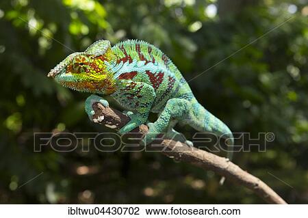 Panther chameleon (Furcifer Pardalis), male, near Ambanja, Northwestern Madagascar, Madagascar, Africa View Large Photo Image Stock Image - Panther chameleon (Furcifer Pardalis), male, near Ambanja, Northwestern Madagascar, Madagascar, Africa. Fotosearch
