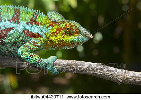 Panther chameleon (Furcifer pardalis), male, Ambanja, northwestern Madagascar, Madagascar, Africa View Large Photo Image Stock Image - Panther chameleon (Furcifer pardalis), male, Ambanja, northwestern Madagascar, Madagascar, Africa. Fotosearch