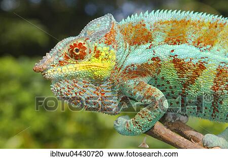 Stock Image - Panther chameleon (Furcifer pardalis), male on branch, Djangoa, northwestern Madagascar, Madagascar, Africa. Fotosearch