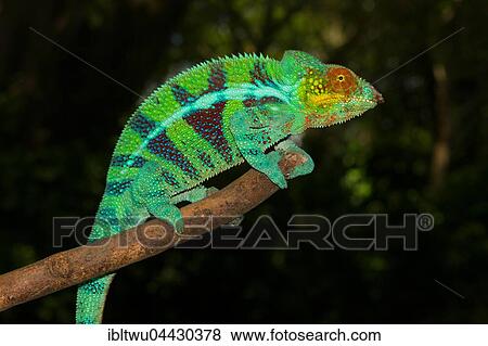 Panther chameleon (Furcifer pardalis), male, Ambanja, northwestern Madagascar, Madagascar, Africa View Large Photo Image Stock Photo - Panther chameleon (Furcifer pardalis), male, Ambanja, northwestern Madagascar, Madagascar, Africa. Fotosearch