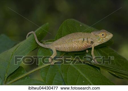 Panther chameleon (Furcifer pardalis), juvenile, Ambanja, northwestern Madagascar, Madagascar, Africa View Large Photo Image Stock Photo - Panther chameleon (Furcifer pardalis), juvenile, Ambanja, northwestern Madagascar, Madagascar, Africa. Fotosearch