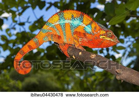 Panther chameleon (Furcifer pardalis), male, between Ambilobe and Sirama, northwestern Madagascar, Madagascar, Africa View Large Photo Image Stock Photo - Panther chameleon (Furcifer pardalis), male, between Ambilobe and Sirama, northwestern Madagascar, Madagascar, Africa. Fotosearch