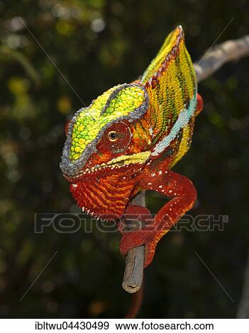 Panther chameleon (Furcifer pardalis), male, between Ambilobe and Sirama, northwestern Madagascar, Madagascar, Africa View Large Photo Image Stock Photo - Panther chameleon (Furcifer pardalis), male, between Ambilobe and Sirama, northwestern Madagascar, Madagascar, Africa. Fotosearch
