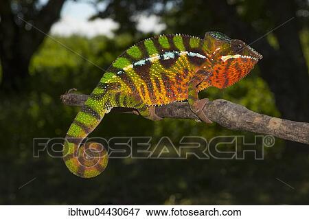 Panther chameleon (Furcifer pardalis), male, between Ambilobe and Sirama, northwestern Madagascar, Madagascar, Africa View Large Photo Image Stock Photo - Panther chameleon (Furcifer pardalis), male, between Ambilobe and Sirama, northwestern Madagascar, Madagascar, Africa. Fotosearch