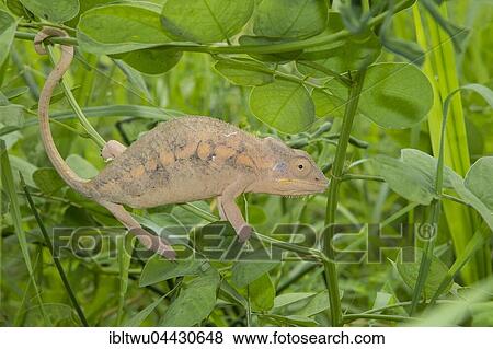 Panther chameleon (Furcifer pardalis), female, between Ambilobe and Sirama, northwestern Madagascar, Madagascar, Africa View Large Photo Image Stock Photo - Panther chameleon (Furcifer pardalis), female, between Ambilobe and Sirama, northwestern Madagascar, Madagascar, Africa. Fotosearch