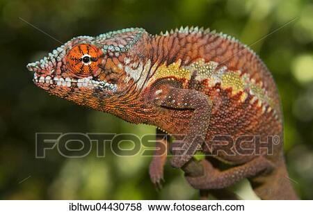 Panther chameleon (Furcifer pardalis), male, juvenile on branch, Ankaramibe region, Mahajanga, northwestern Madagascar, Madagascar, Africa View Large Photo Image Stock Photo - Panther chameleon (Furcifer pardalis), male, juvenile on branch, Ankaramibe region, Mahajanga, northwestern Madagascar, Madagascar, Africa. Fotosearch