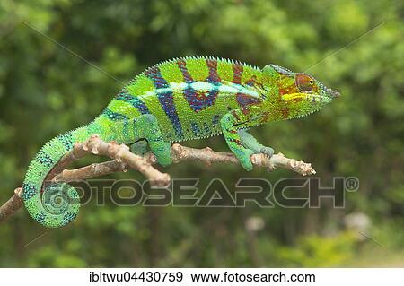 Panther chameleon (Furcifer pardalis), male on branch, Ankify, northwestern coast, Madagascar, Africa View Large Photo Image Stock Photo - Panther chameleon (Furcifer pardalis), male on branch, Ankify, northwestern coast, Madagascar, Africa. Fotosearch