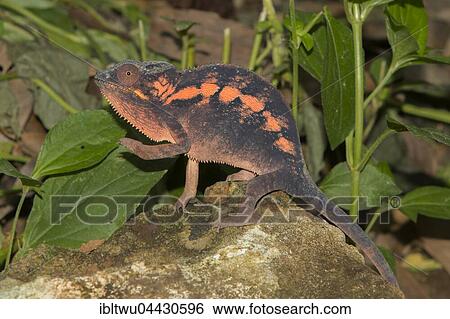 Panther chameleon (Furcifer pardalis), female, Island of Nosy Be, also Nossi-bé or Nosse Be, northwestern coast, Madagascar, Africa View Large Photo Image Stock Photograph - Panther chameleon (Furcifer pardalis), female, Island of Nosy Be, also Nossi-bé or Nosse Be, northwestern coast, Madagascar, Africa. Fotosearch