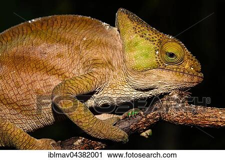 Stock Image - Parson's chameleon (Calumma parsonii cristifer), female, Analamazoatra, Andasibe-Mantadia National Park, Alaotra-Mangoro, Madagascar, Africa. Fotosearch