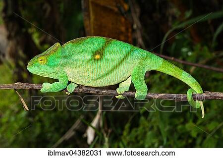 Parson's chameleon (Calumma parsonii parsonii), female, Andasibe-Mantadia National Park, Alaotra-Mangoro, Madagascar, Africa View Large Photo Image Stock Image - Parson's chameleon (Calumma parsonii parsonii), female, Andasibe-Mantadia National Park, Alaotra-Mangoro, Madagascar, Africa. Fotosearch