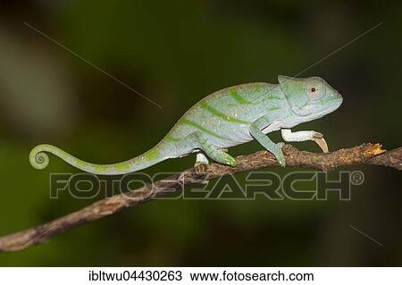 Parson's chameleon (Calumma parsonii cristifer), juvenile, rainforest, Andasibe-Mantadia National Park, Southern Highlands, Madagascar, Africa View Large Photo Image Stock Image - Parson's chameleon (Calumma parsonii cristifer), juvenile, rainforest, Andasibe-Mantadia National Park, Southern Highlands, Madagascar, Africa. Fotosearch