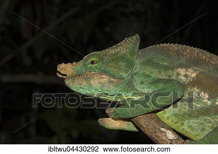 Parson's chameleon (Calumma parsonii cristifer), male, rainforest, Andasibe-Mantadia National Park, Southern Highlands, Madagascar, Africa View Large Photo Image Stock Image - Parson's chameleon (Calumma parsonii cristifer), male, rainforest, Andasibe-Mantadia National Park, Southern Highlands, Madagascar, Africa. Fotosearch