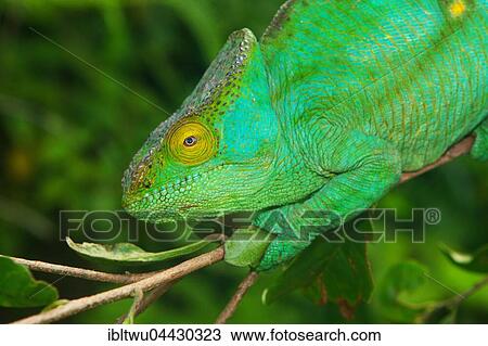 Parson's chameleon (Calumma parsonii parsonii) on branch, pregnant female, portrait, yellow giant colour variation, Vohimana Reserve, eastern Madagascar, Madagascar, Africa View Large Photo Image Stock Image - Parson's chameleon (Calumma parsonii parsonii) on branch, pregnant female, portrait, yellow giant colour variation, Vohimana Reserve, eastern Madagascar, Madagascar, Africa. Fotosearch