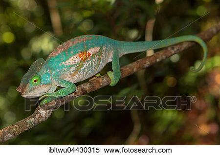 Parson's chameleon (Calumma parsonii cristifer), male, juvenile, rainforest, Andasibe-Mantadia National Park, Southern Highlands, Madagascar, Africa View Large Photo Image Stock Photography - Parson's chameleon (Calumma parsonii cristifer), male, juvenile, rainforest, Andasibe-Mantadia National Park, Southern Highlands, Madagascar, Africa. Fotosearch