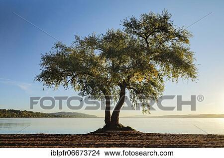 Pasture at Lake Murten, Vaud, Switzerland, Europe View Large Photo Image Picture - Pasture at Lake Murten, Vaud, Switzerland, Europe. Fotosearch