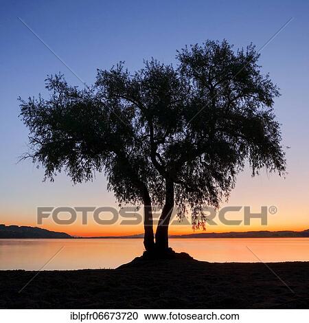 Pasture at Lake Murten, Vaud, Switzerland, Europe View Large Photo Image Stock Image - Pasture at Lake Murten, Vaud, Switzerland, Europe. Fotosearch
