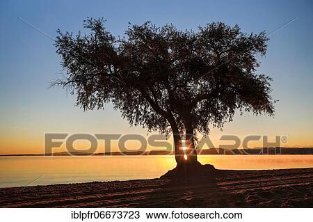 Stock Image - Pasture at Lake Murten, Vaud, Switzerland, Europe. Fotosearch