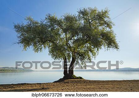 Stock Photograph - Pasture at Lake Murten, Vaud, Switzerland, Europe. Fotosearch