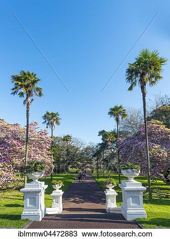 Path and blooming magnolias (Magnolia), Albert Park, Auckland Region, North Island, New Zealand, Oceania View Large Photo Image Stock Image - Path and blooming magnolias (Magnolia), Albert Park, Auckland Region, North Island, New Zealand, Oceania. Fotosearch