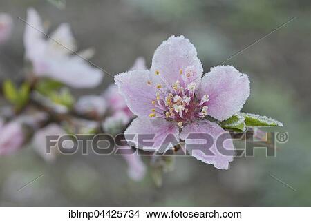 Peach (Prunus persica) tree, frost covered blossom, Texas, USA, North America View Large Photo Image Picture - Peach (Prunus persica) tree, frost covered blossom, Texas, USA, North America. Fotosearch