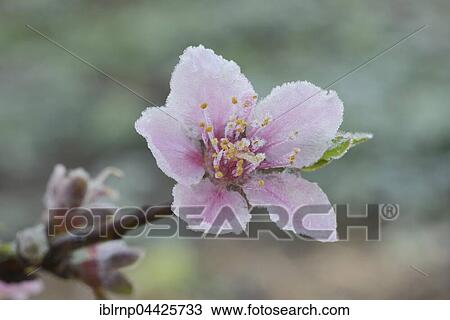 Peach (Prunus persica), tree, frost covered blossom, Texas, USA, North America View Large Photo Image Stock Image - Peach (Prunus persica), tree, frost covered blossom, Texas, USA, North America. Fotosearch