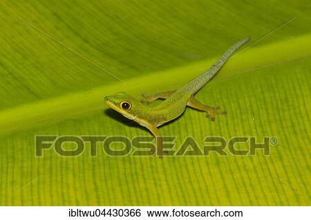 Peacock day gecko (Phelsuma quadriocellata bimaculata), juvenile on palm leaf, island of Nosy Nato near St. Marie, Ile Sainte-Marie, east coast, Madagascar, Africa View Large Photo Image Stock Photograph - Peacock day gecko (Phelsuma quadriocellata bimaculata), juvenile on palm leaf, island of Nosy Nato near St. Marie, Ile Sainte-Marie, east coast, Madagascar, Africa. Fotosearch