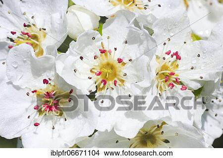 Pear tree blossom in spring, Switzerland, Europe View Large Photo Image Picture - Pear tree blossom in spring, Switzerland, Europe. Fotosearch