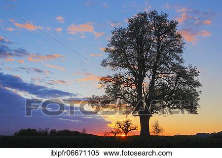 Pear tree, Switzerland, Europe View Large Photo Image Stock Photography - Pear tree, Switzerland, Europe. Fotosearch